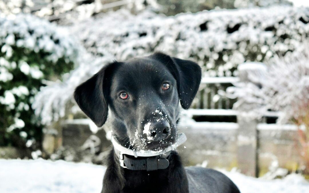 Comment éviter le feutrage du chien en hiver ?