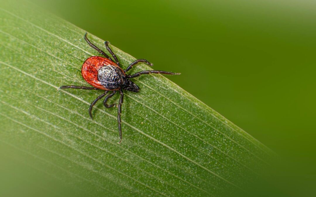 Puces, tiques, parasites : ce que le toilettage peut faire… et ce qu’il ne remplace pas (chien & chat)