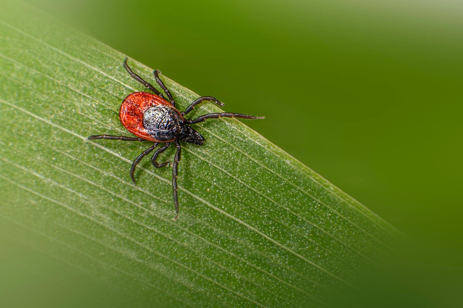 Macro shot of a castor bean tick (Ixodes ricinus) on a green leaf showcasing detail and color.