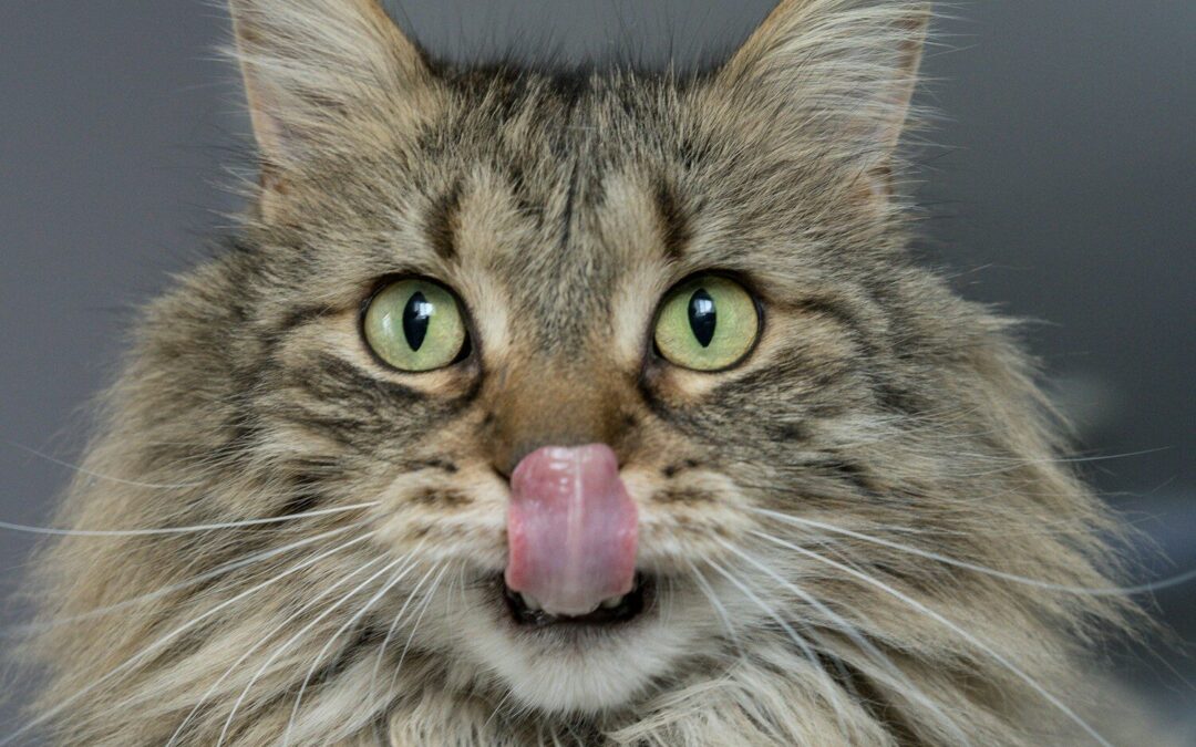 Toilettage du chat avec présence du propriétaire : comment se déroule une séance ?