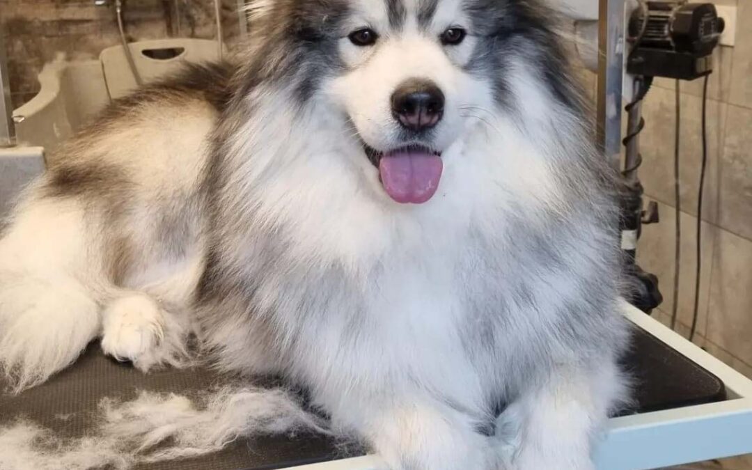 Bourres de poils, feutrage du chien : à partir de quand faut-il s’inquiéter ?