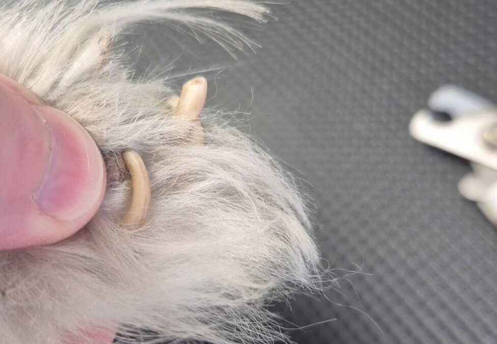 Couper les griffes des chiens et chats : quand, pourquoi, et pourquoi le faire en salon