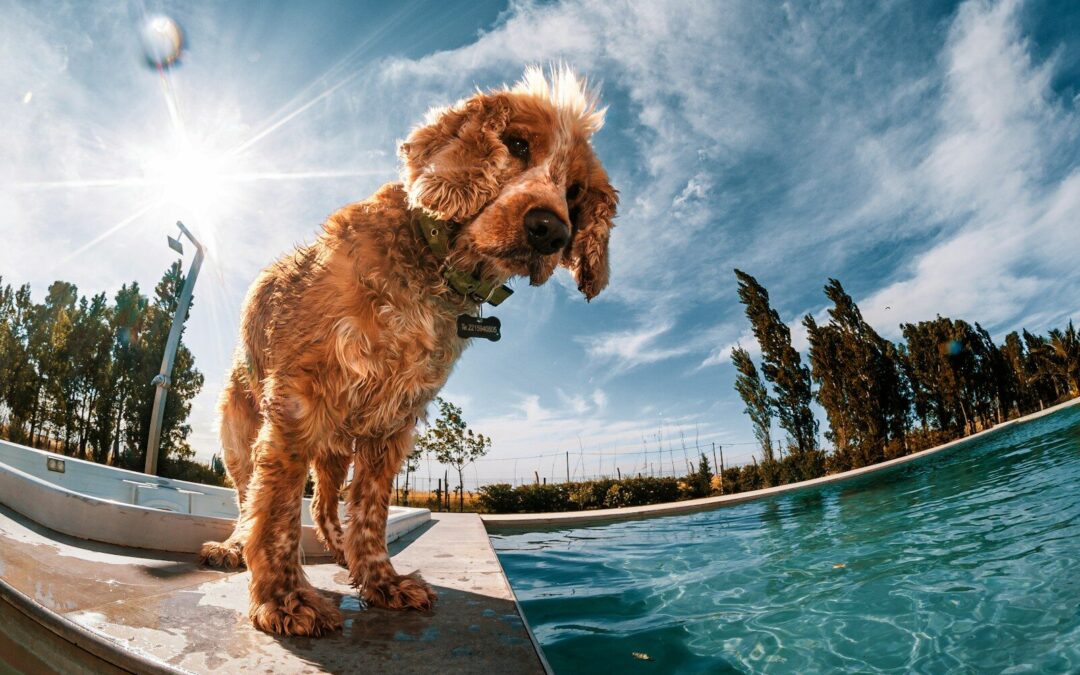 Préparer son chien pour l’été : chaleur, hydratation, coussinets et bons réflexes