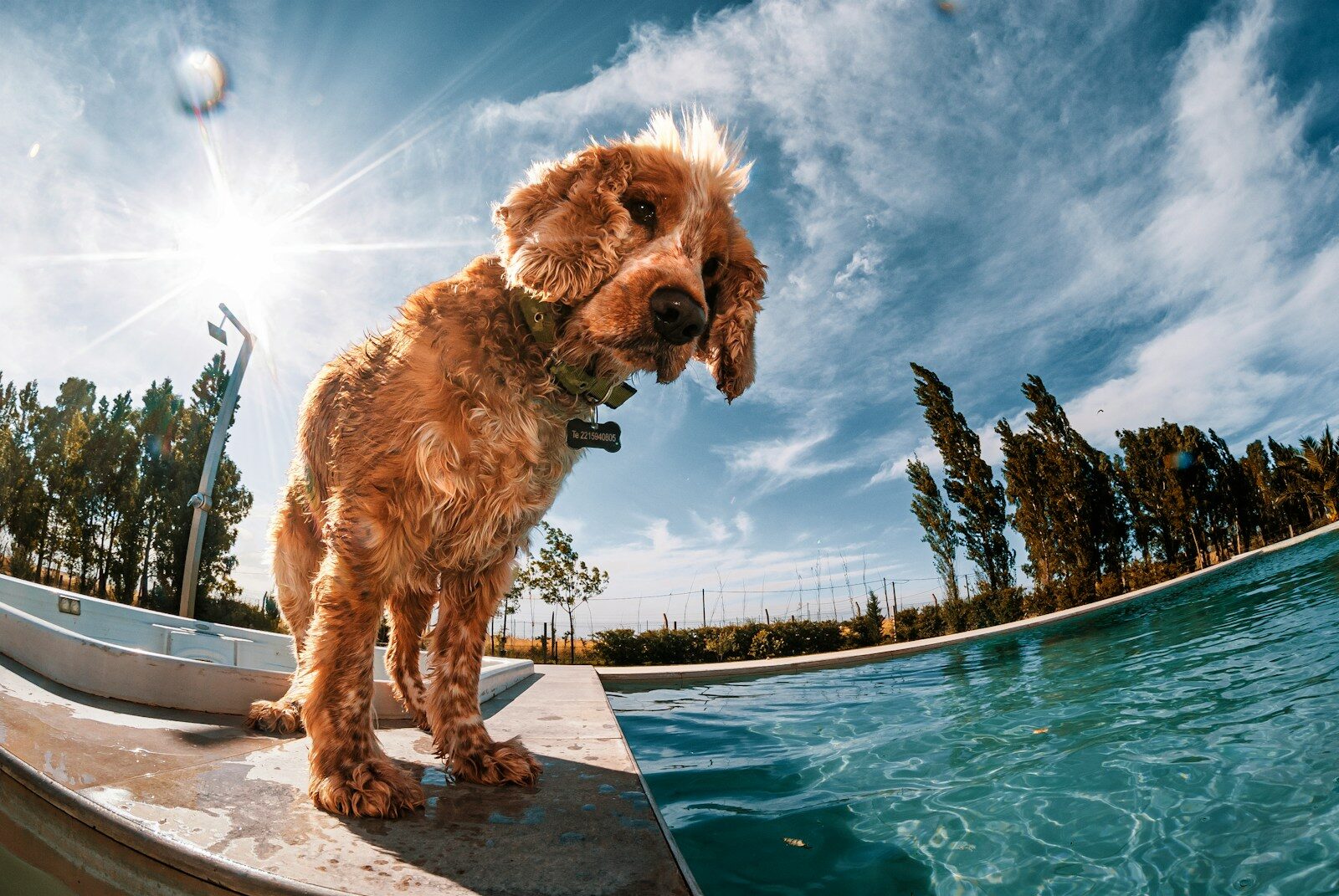 brown long coated dog on swimming pool during daytime