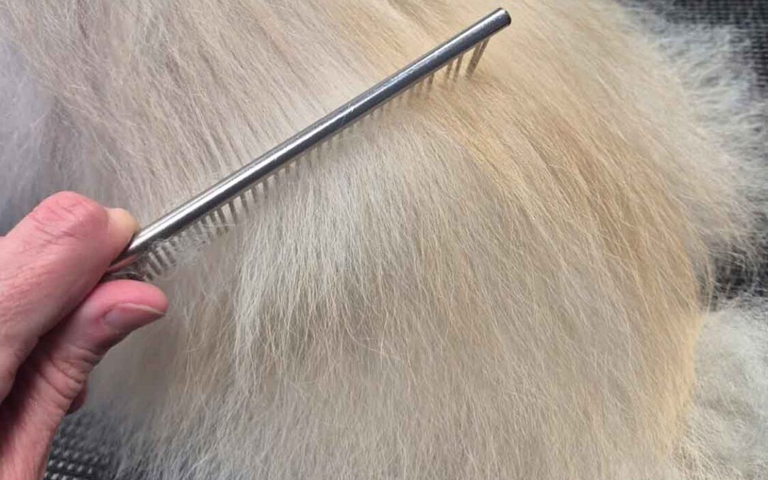 Démêlage chien vs tonte courte : quelles solutions quand votre chien est très emmêlé ?