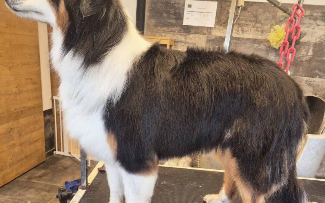 Combien de fois par an toiletter son chien selon son type de poil ?