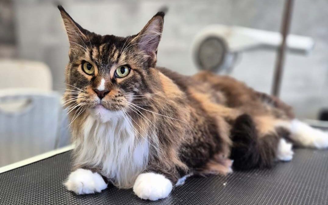 Toilettage du chat : faut-il toiletter un chat ou le laisser se débrouiller seul ?