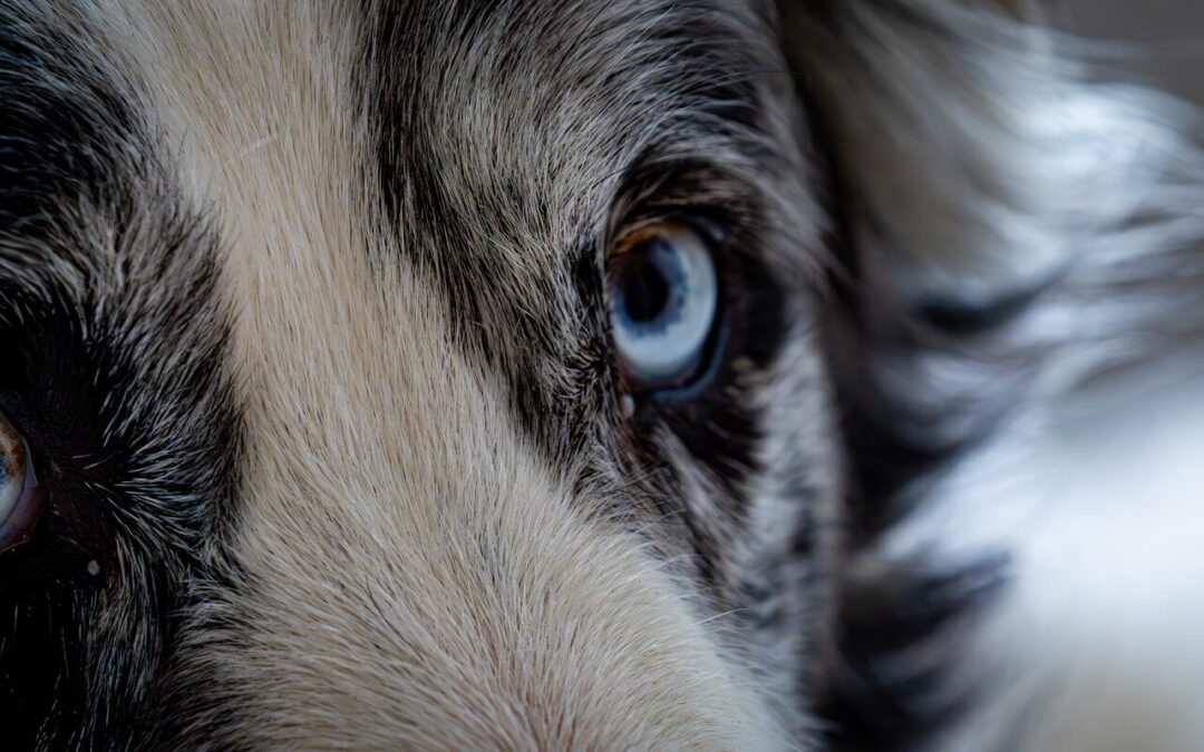 Retour de vacances : comment remettre le poil du chien en état après la mer, le sable et les nœuds