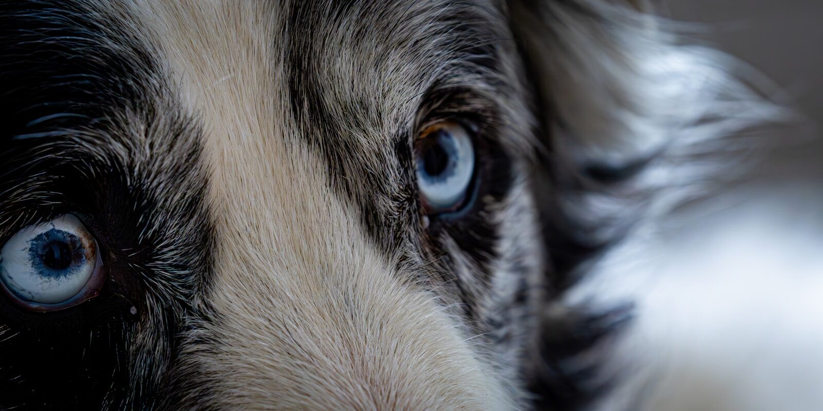 a close up of a dog's face with blue eyes