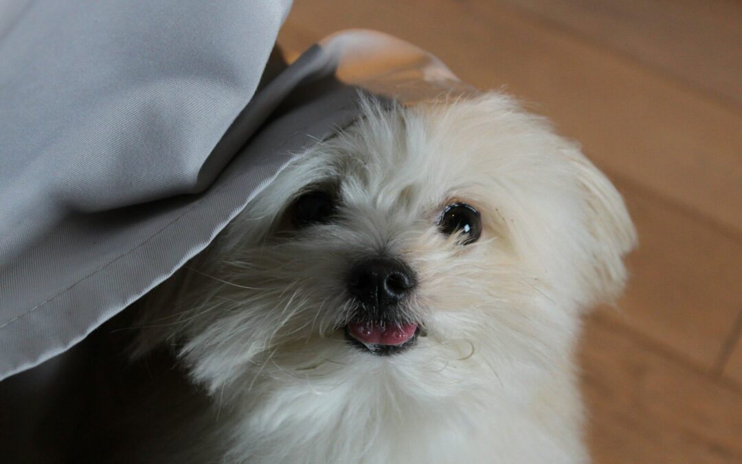 Protéger le poil et la peau du chien en hiver : froid, humidité, sel… les bons réflexes